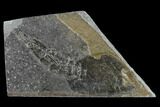 Rare, Silurian Phyllocarid (Ceratiocaris) Fossil - Scotland #113111-1